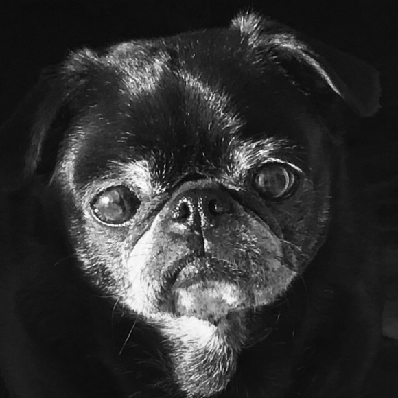 We β€οΈπ our Pets! πΆ - Picture 2 of 9